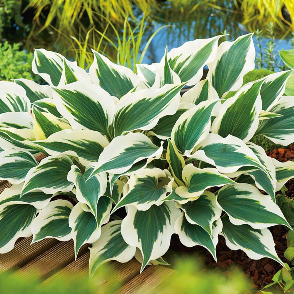 Crin de Toamna (Hosta) Wide Brim, cu frunzis verde si margini cremoase