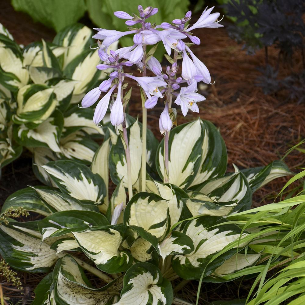 Crin de Toamna (Hosta) Fire And Ice, frunzis cu centru alb si margini verzi