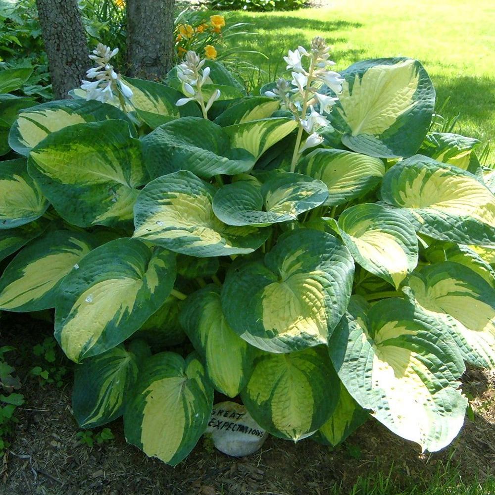 Crin de Toamna (Hosta) Great Expectations, cu frunzis galben-crem si margini verzi