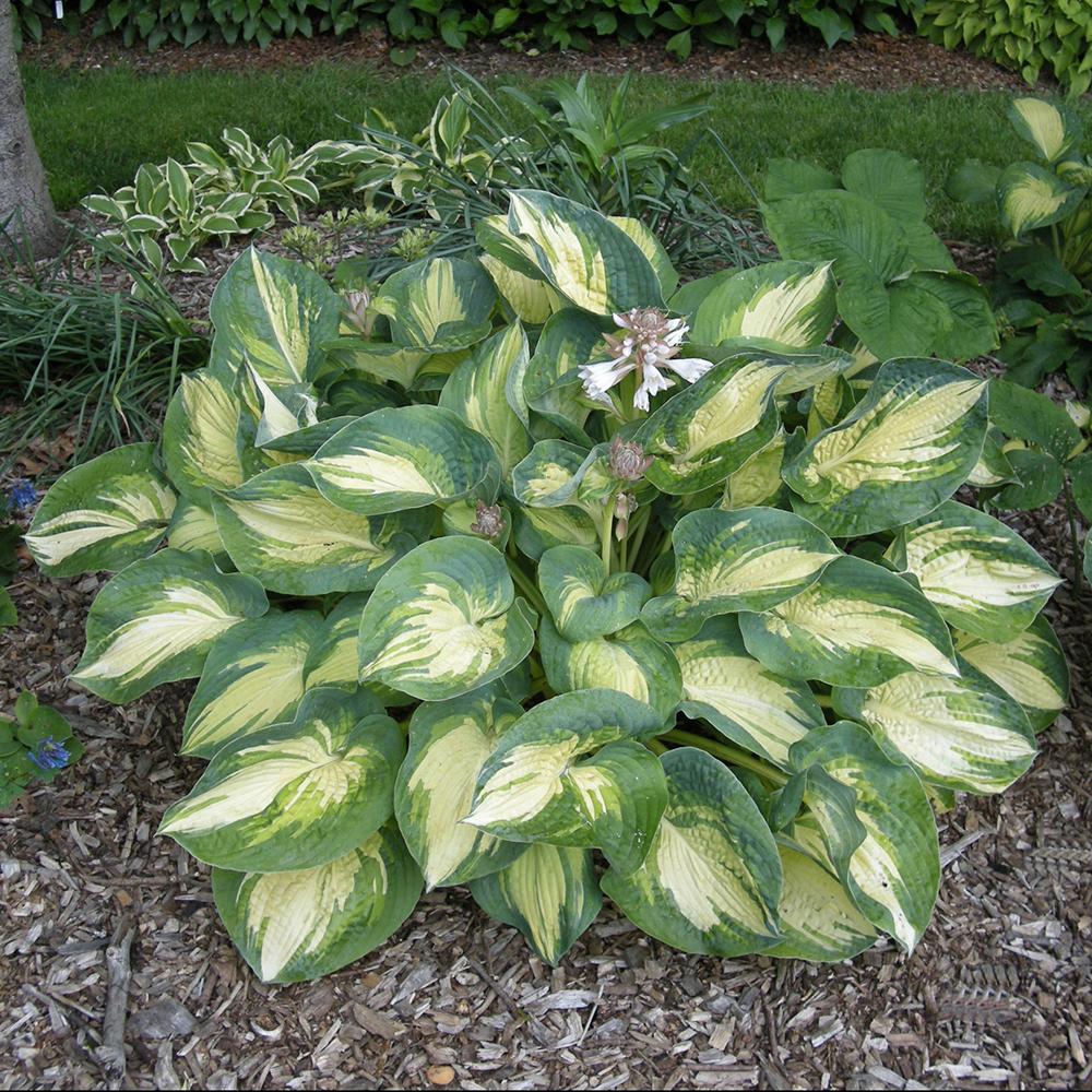 Crin de Toamna (Hosta) Great Expectations, cu frunzis galben-crem si margini verzi