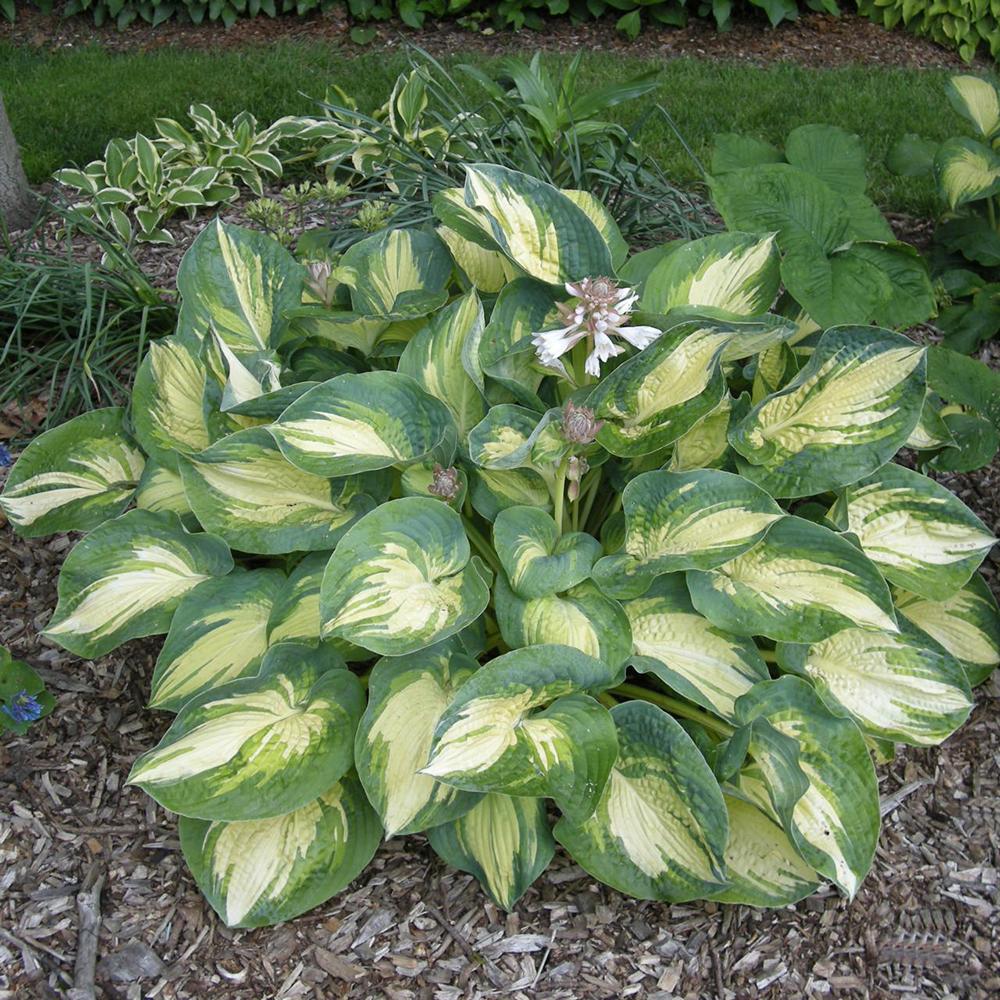Crin de Toamna (Hosta) Great Expectations, cu frunzis galben-crem si margini verzi