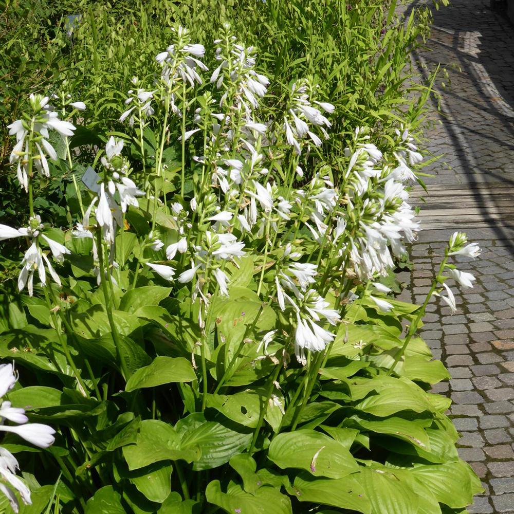 Crin de Toamna (Hosta) Royal Standard