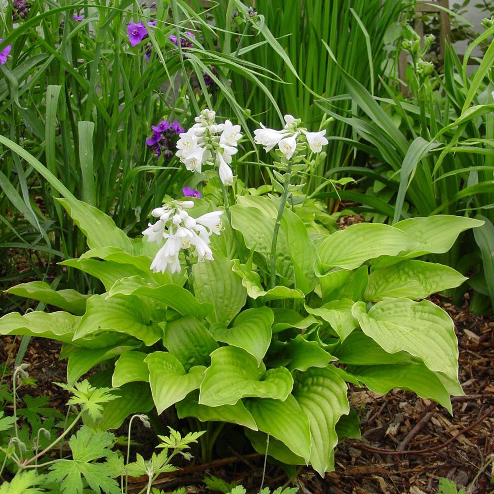 Crin de Toamna (Hosta) Royal Standard