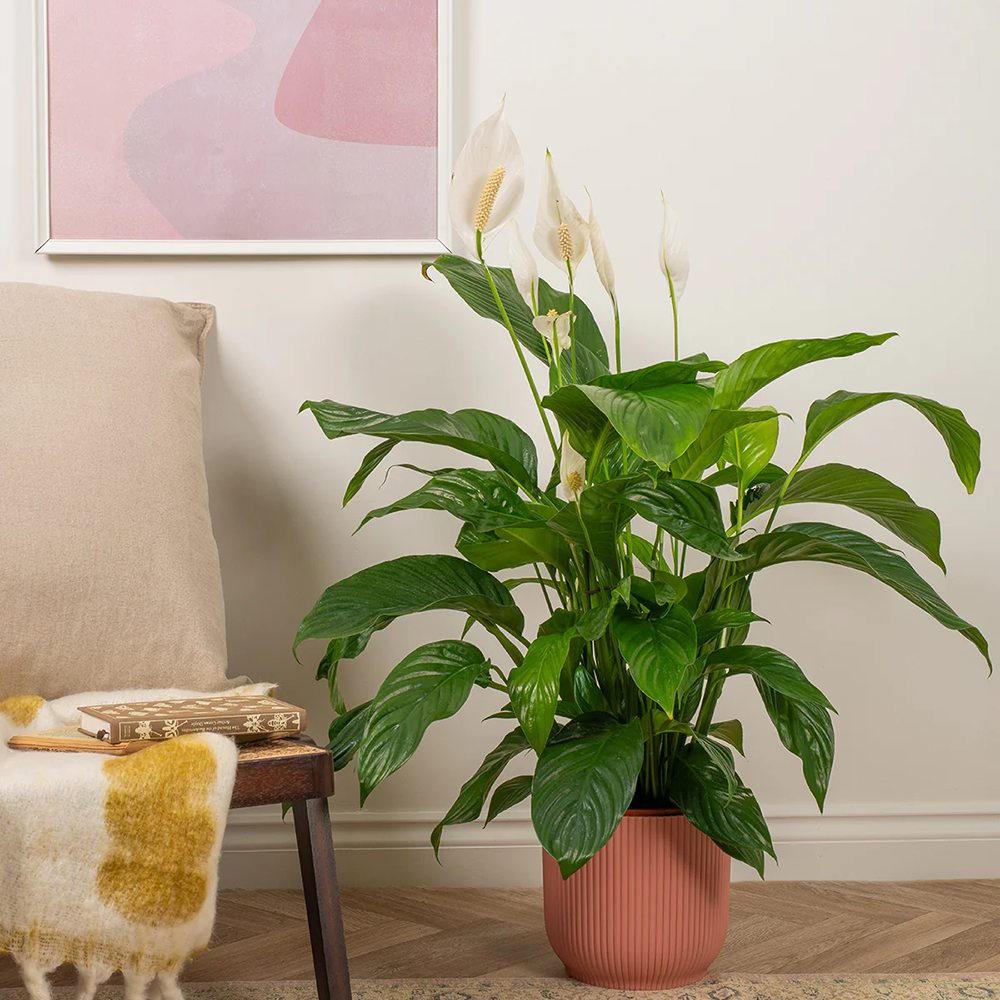 Crinul Pacii Spathiphyllum Pearl Cupido - 30 cm