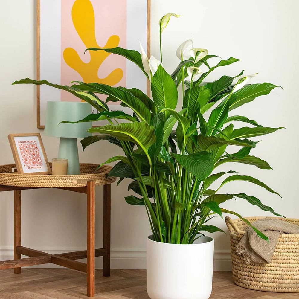 Crinul Pacii Spathiphyllum Pearl Cupido - 30 cm