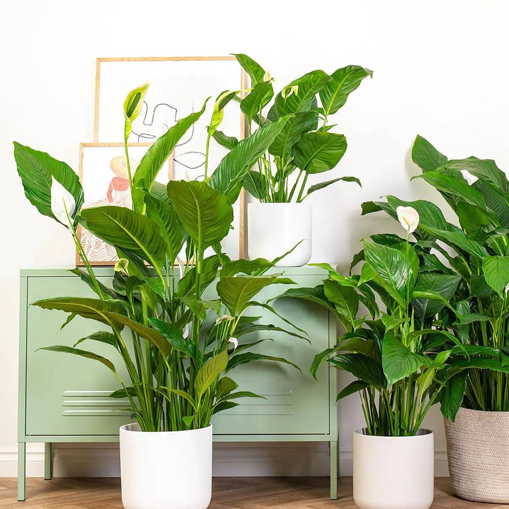 Crinul Pacii Spathiphyllum Pearl Cupido - 30 cm