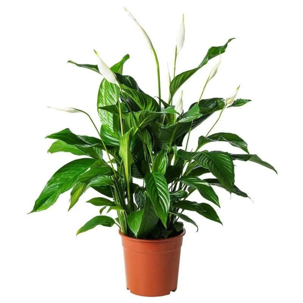 Crinul Pacii Spathiphyllum Pearl Cupido - 55 cm