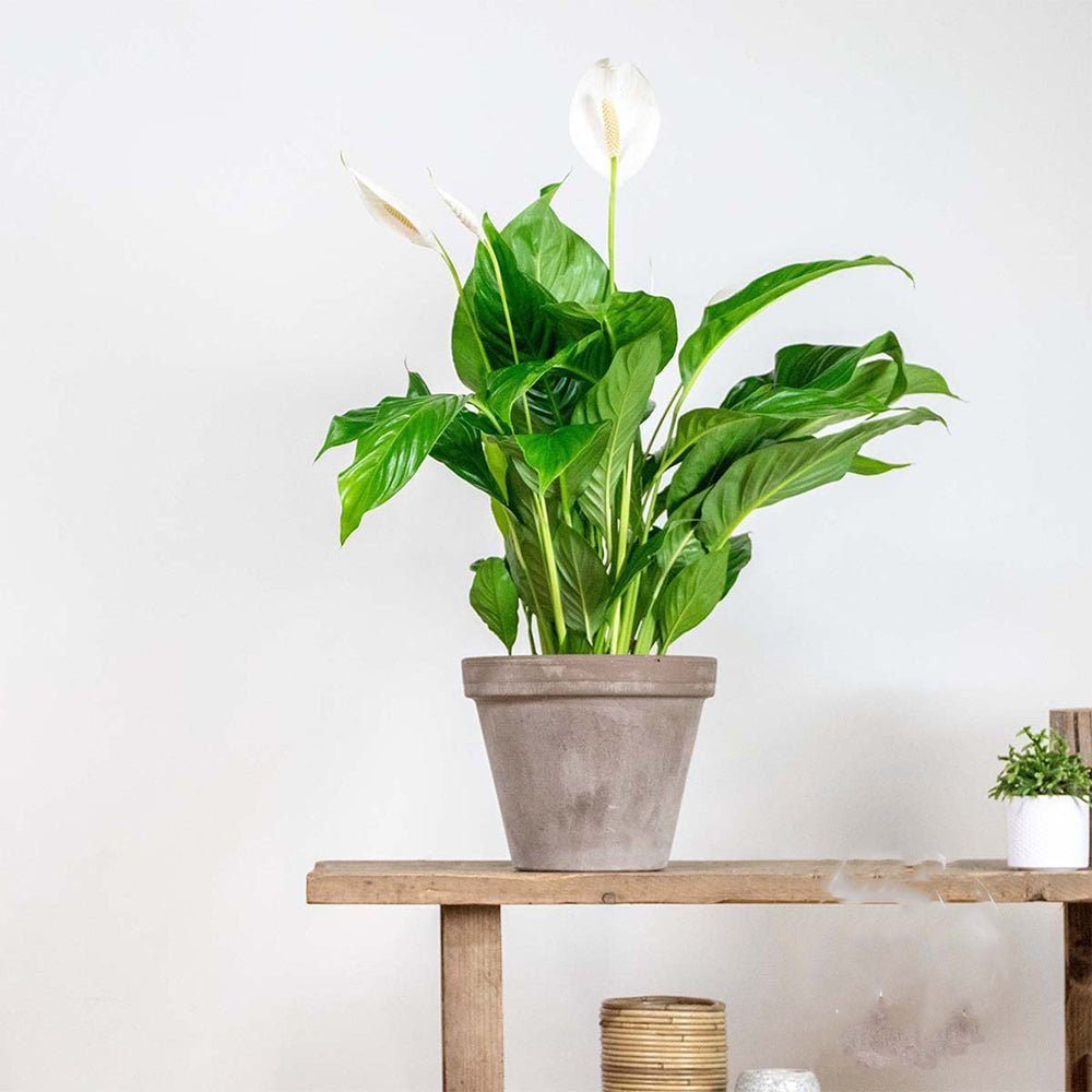 Crinul Pacii Spathiphyllum Pearl Cupido - 80 Cm