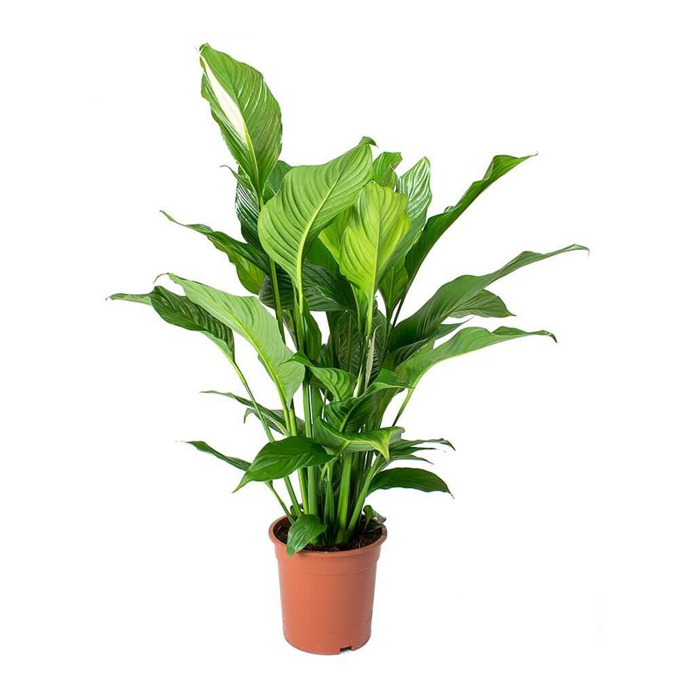 Crinul Pacii Spathiphyllum Pearl Cupido - 80 Cm