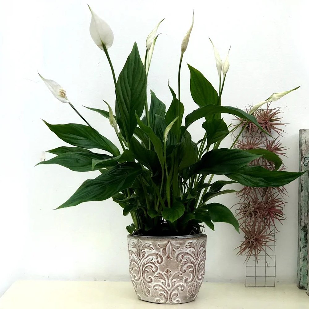 Crinul Pacii Spathiphyllum Pearl Cupido - 80 Cm