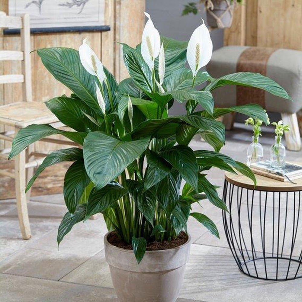 Crinul Pacii Spathiphyllum Sweet Sebastiano - 130-140 cm
