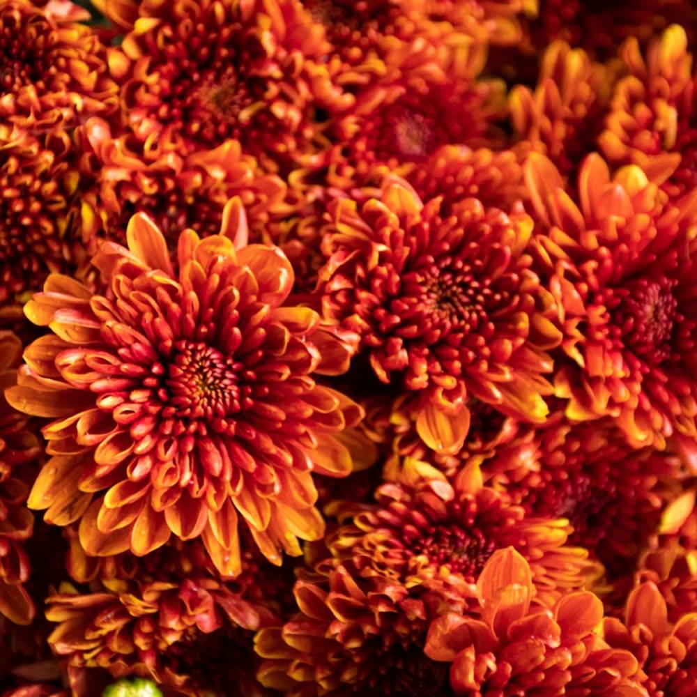 Crizantema Granatschopf