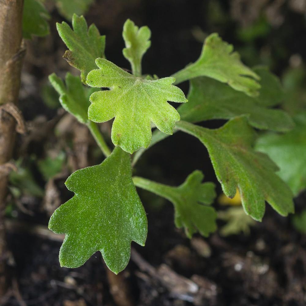 Crizantema Kleiner Bernstein