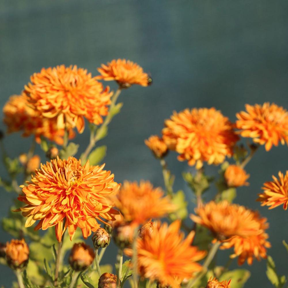 Crizantema Ordensstern