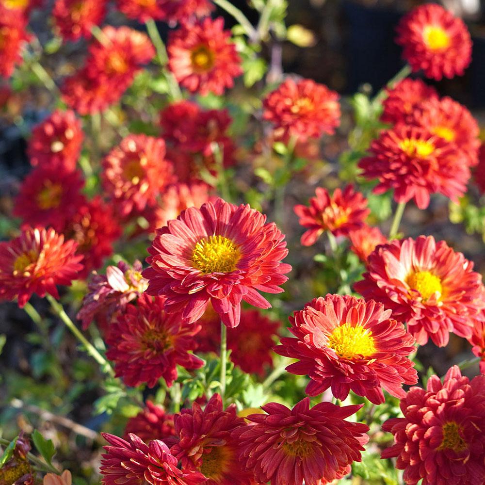 Crizantema Rumpelstilzchen