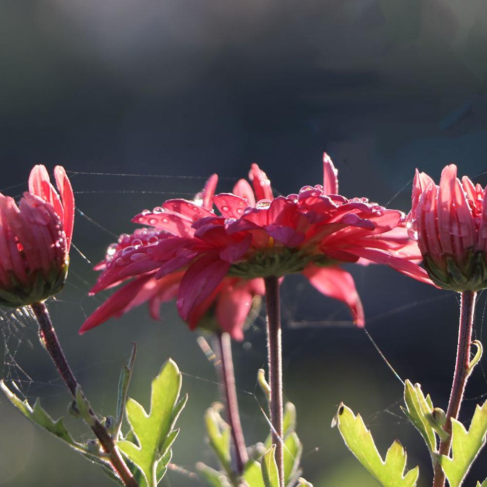 Crizantema Schlosstaverne
