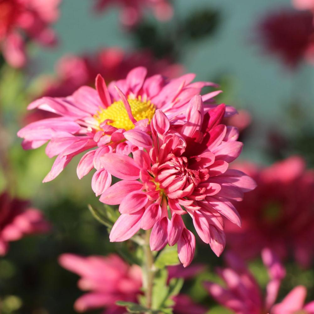 Crizantema Schlosstaverne