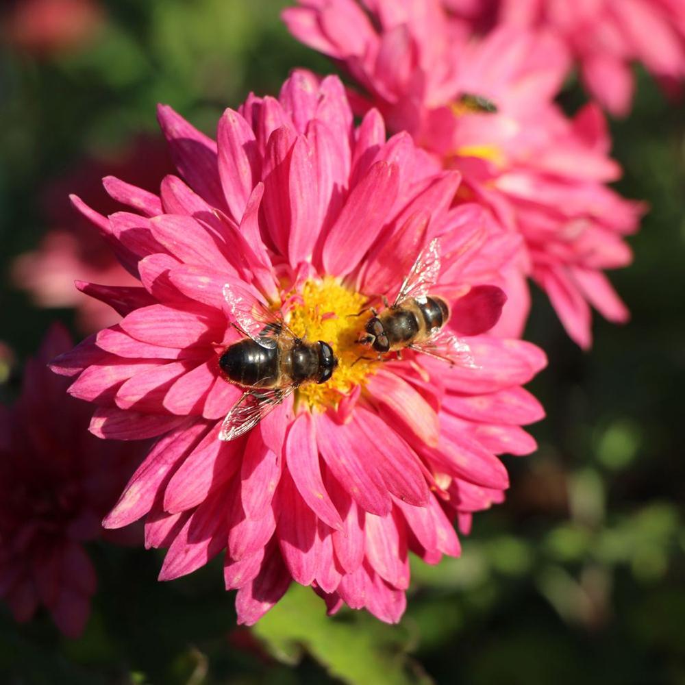 Crizantema Schlosstaverne