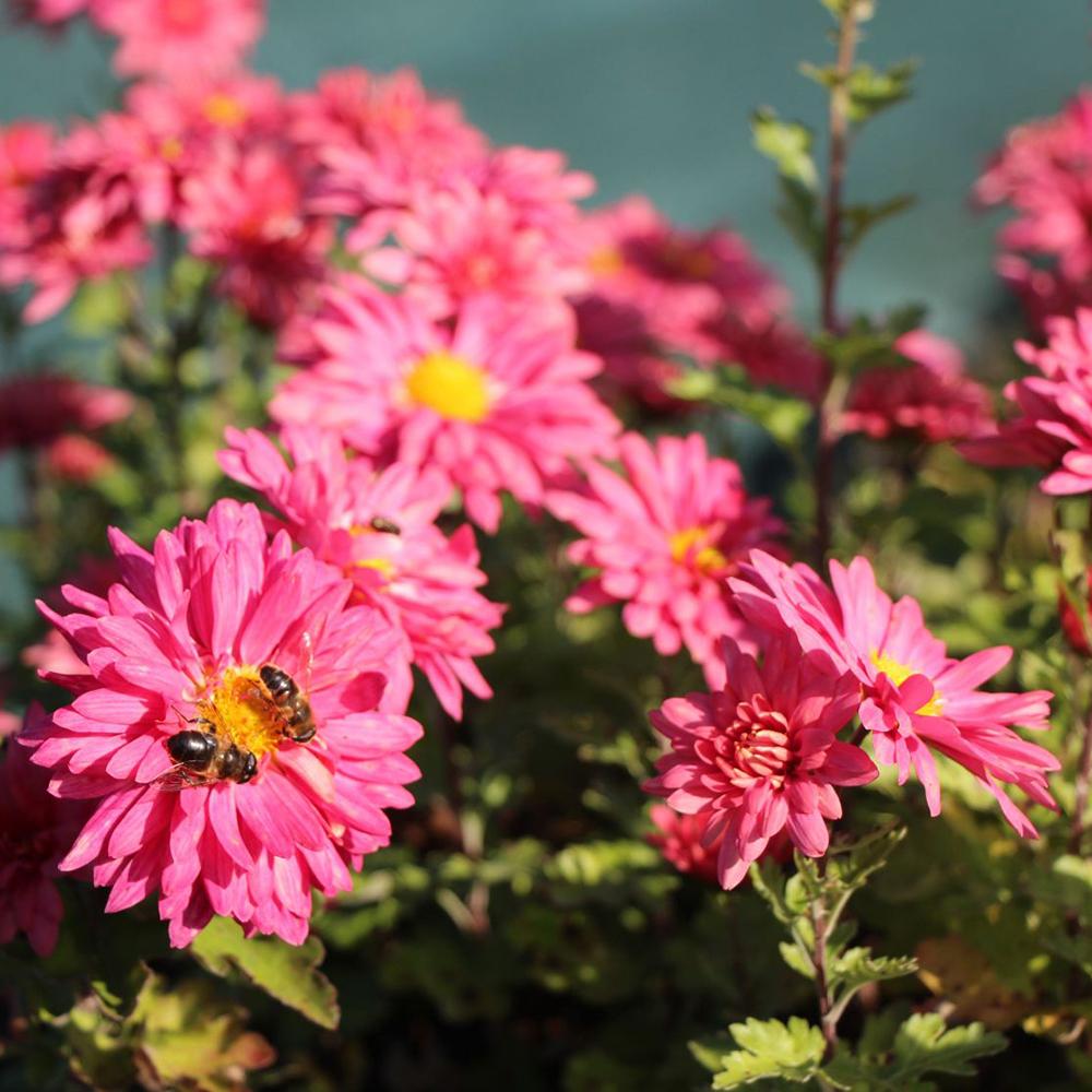 Crizantema Schlosstaverne