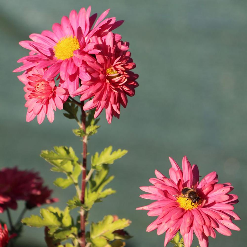 Crizantema Schlosstaverne