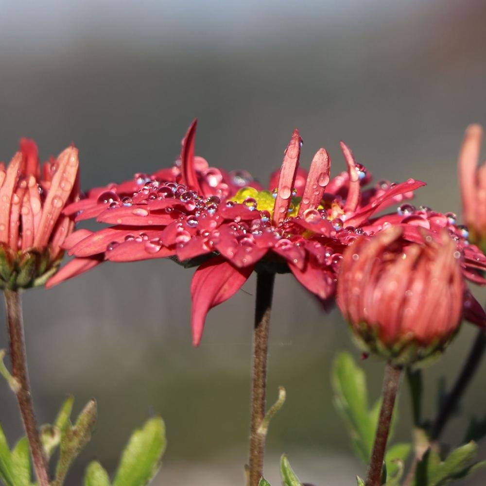 Crizantema Schlosstaverne