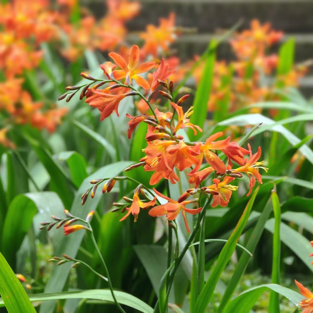 Crocosmia Carmine Brilliant