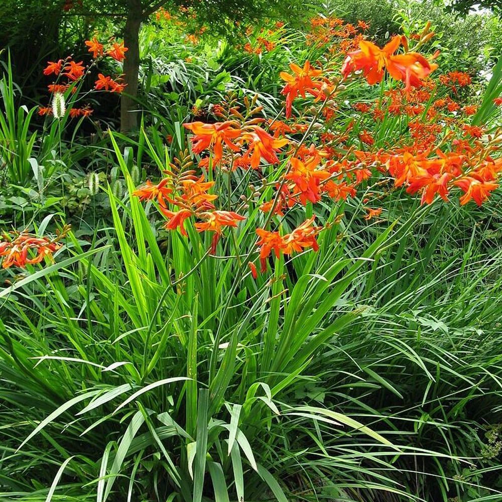 Crocosmia Carmine Brilliant