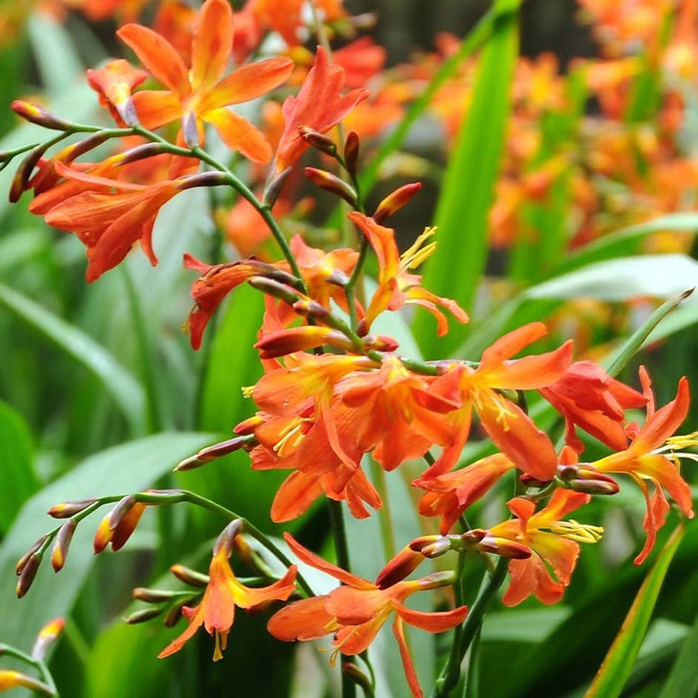 Crocosmia Carmine Brilliant