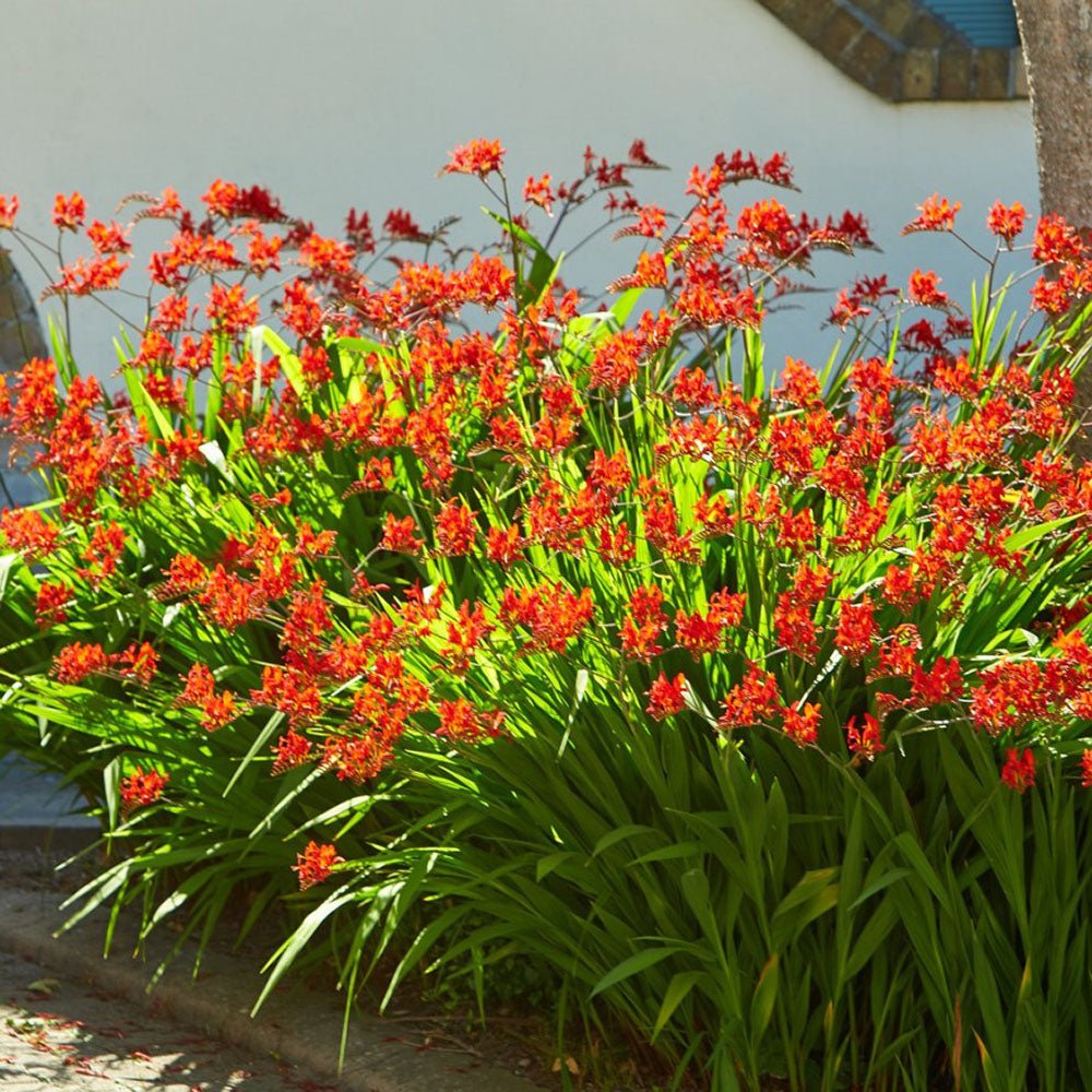 Crocosmia Carmine Brilliant