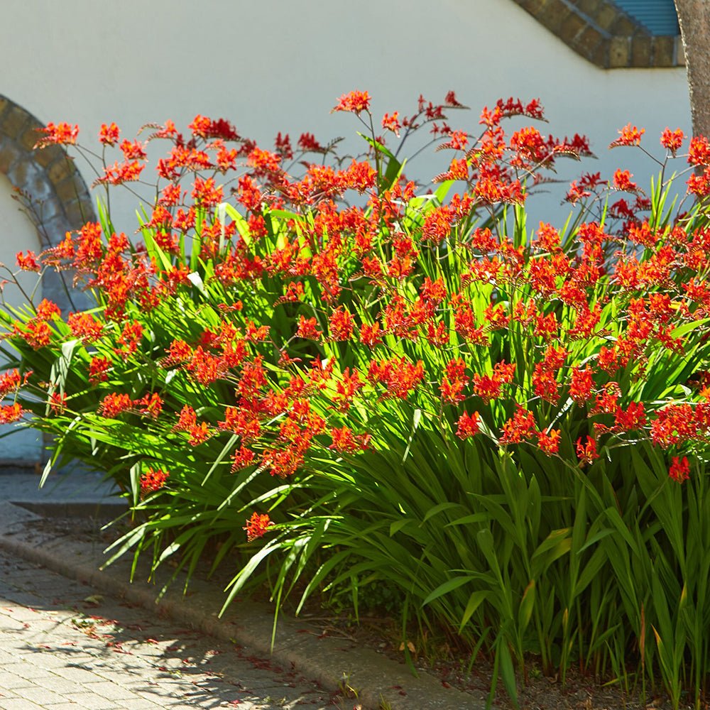 Crocosmia rosu Lucifer, cu flori rosii