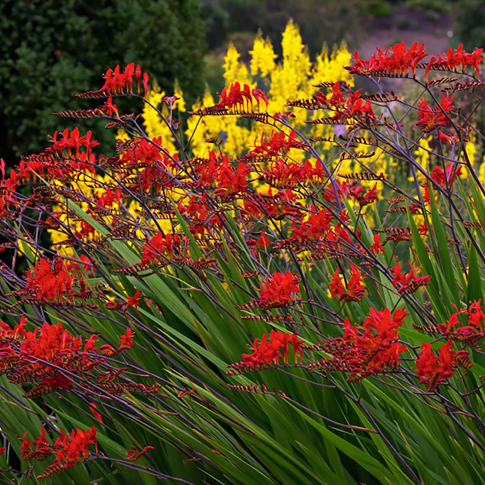 Crocosmia rosu Lucifer, cu flori rosii