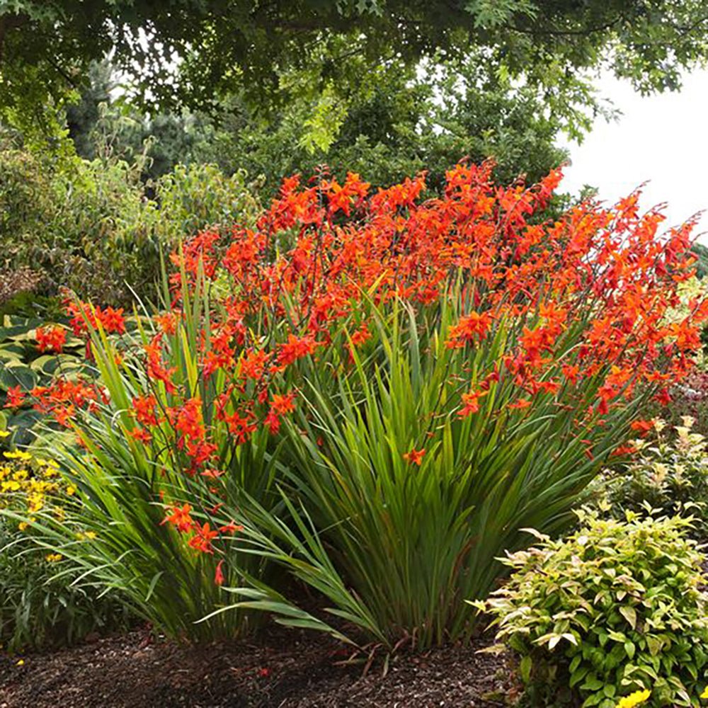 Crocosmia rosu Lucifer, cu flori rosii