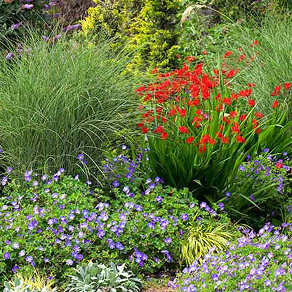 Crocosmia rosu Lucifer, cu flori rosii