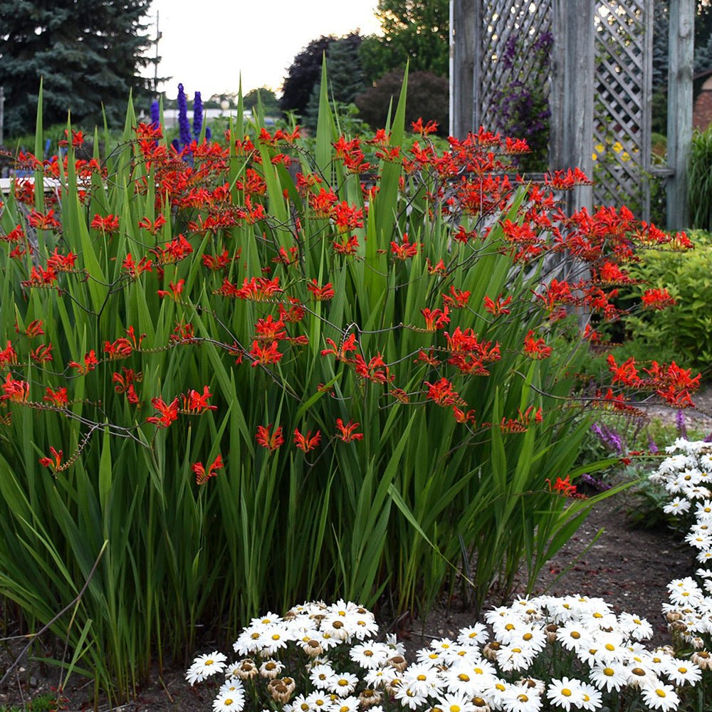 Crocosmia rosu Lucifer, cu flori rosii