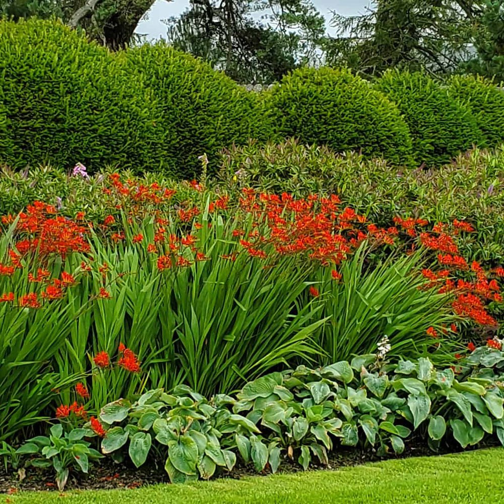 Crocosmia rosu Lucifer, cu flori rosii