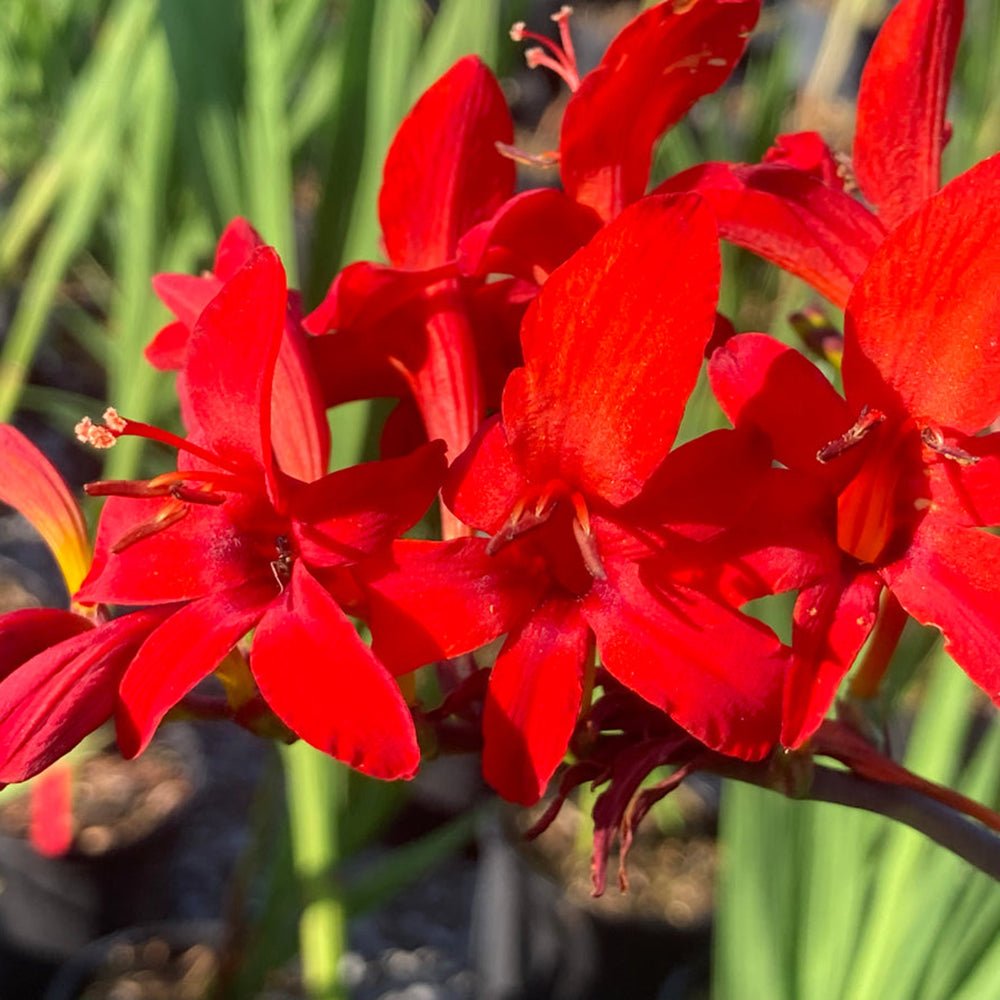 Crocosmia rosu Lucifer, cu flori rosii