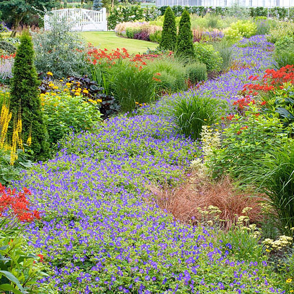 Crocosmia rosu Lucifer, cu flori rosii
