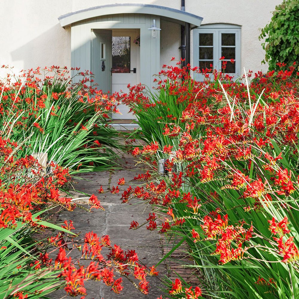 Crocosmia rosu Lucifer, cu flori rosii