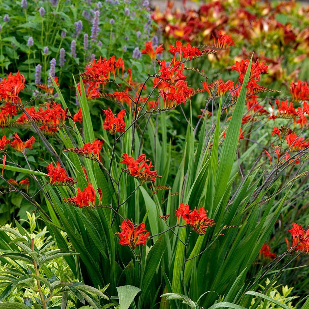 Crocosmia rosu Lucifer, cu flori rosii