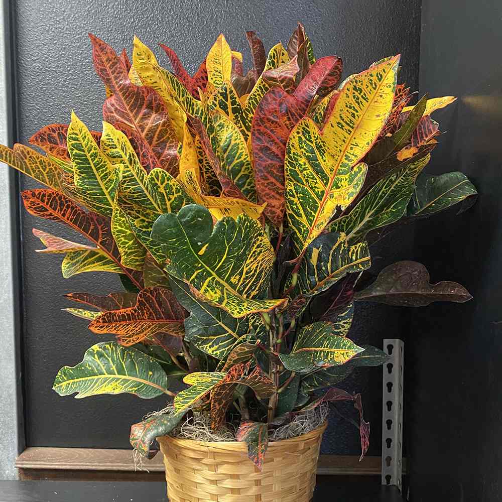 Croton Codiaeum Variegatum Excellent - 60-65 cm