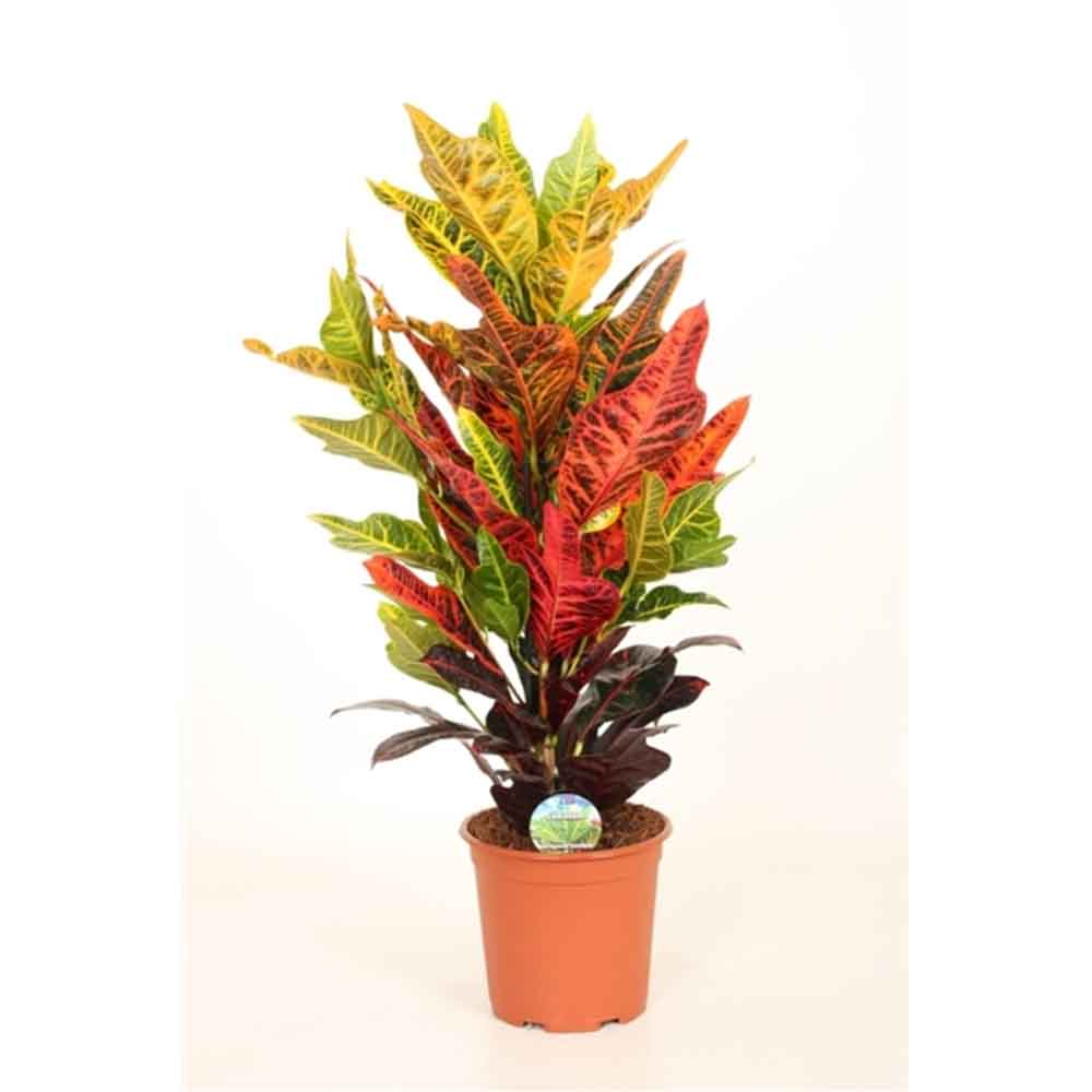 Croton Codiaeum Variegatum Excellent - 60-65 cm