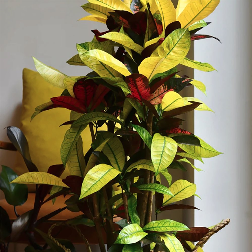 Croton Codiaeum Variegatum Mrs. Iceton - 120 cm
