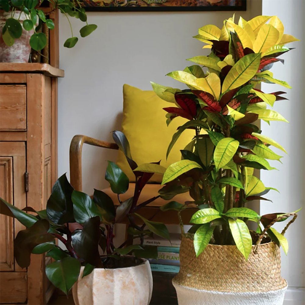 Croton Codiaeum Variegatum Mrs. Iceton - 120 cm