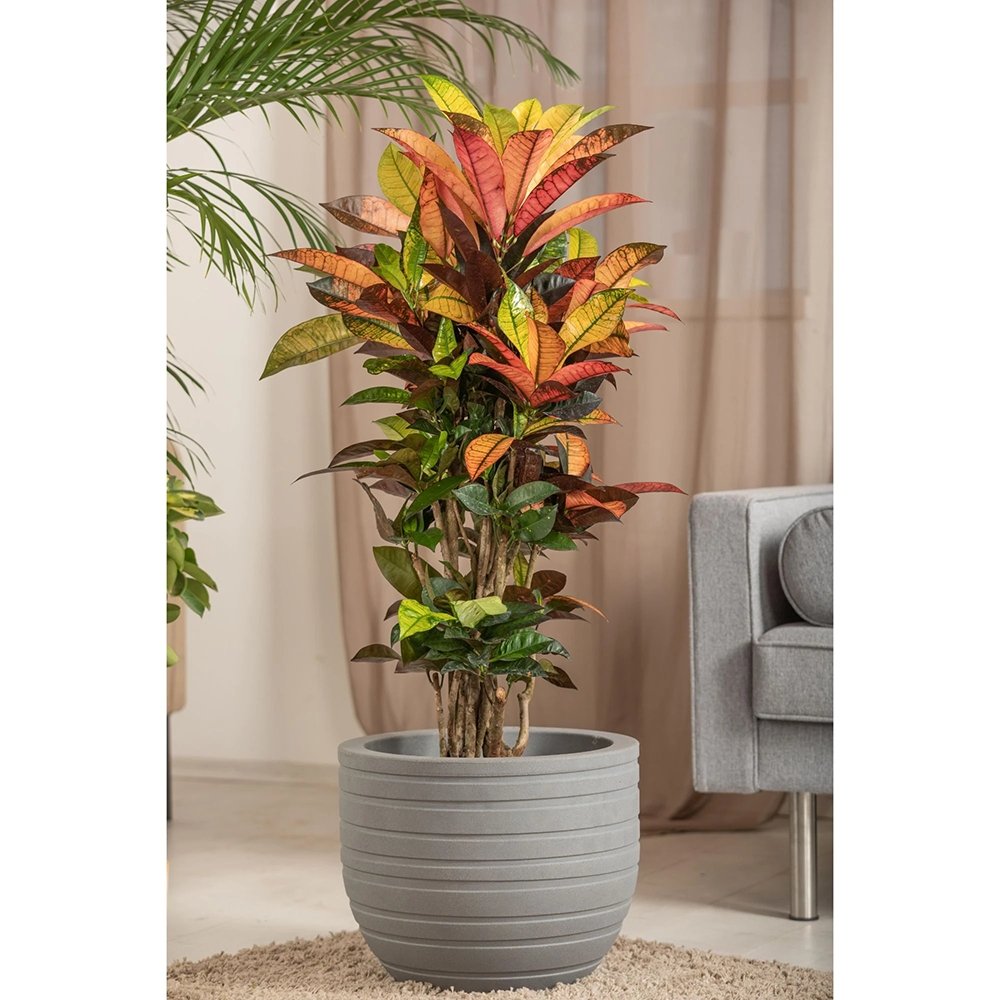 Croton Codiaeum Variegatum Mrs. Iceton - 120 cm