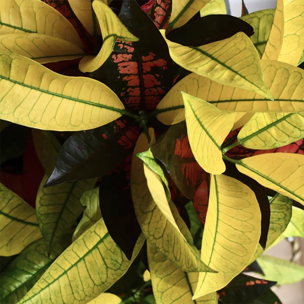 Croton Codiaeum Variegatum Mrs. Iceton - 120 cm