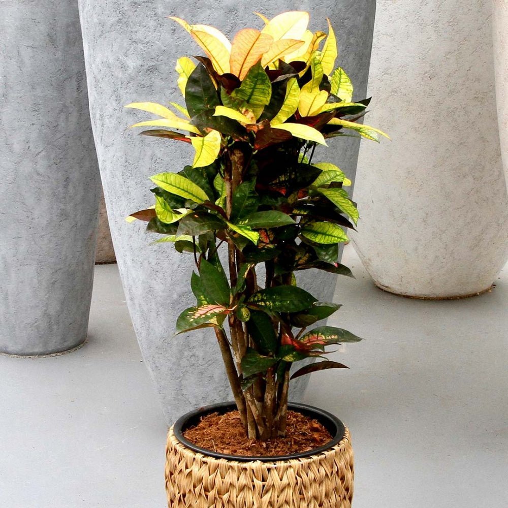 Croton Codiaeum Variegatum Mrs. Iceton - 120 cm