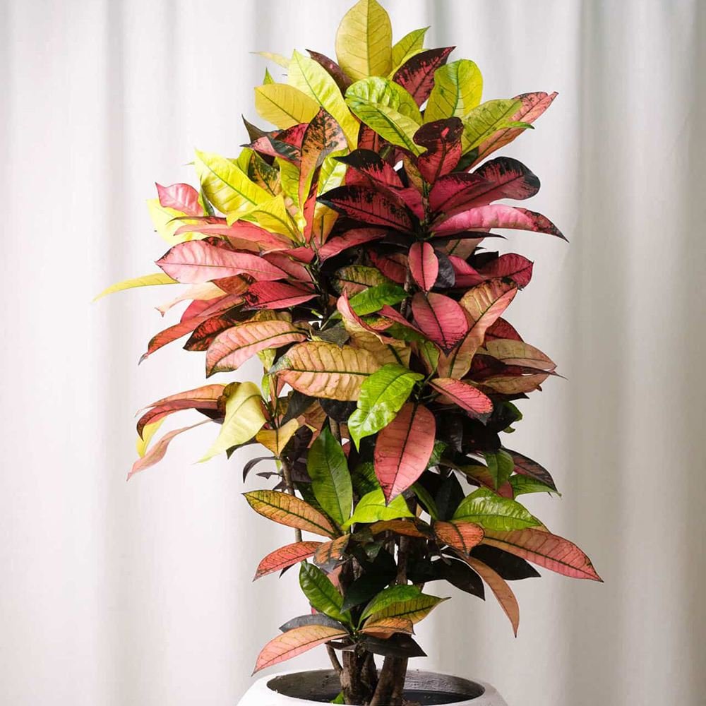 Croton Codiaeum Variegatum Mrs. Iceton - 120 cm