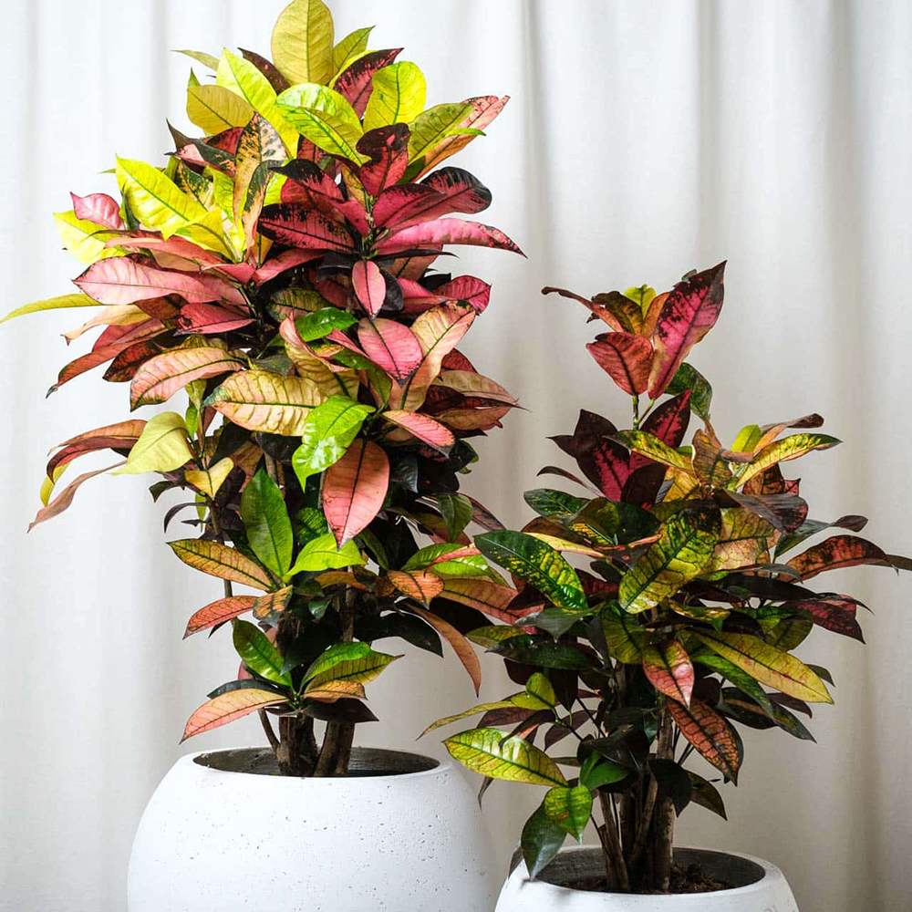 Croton Codiaeum Variegatum Mrs. Iceton - 120 cm