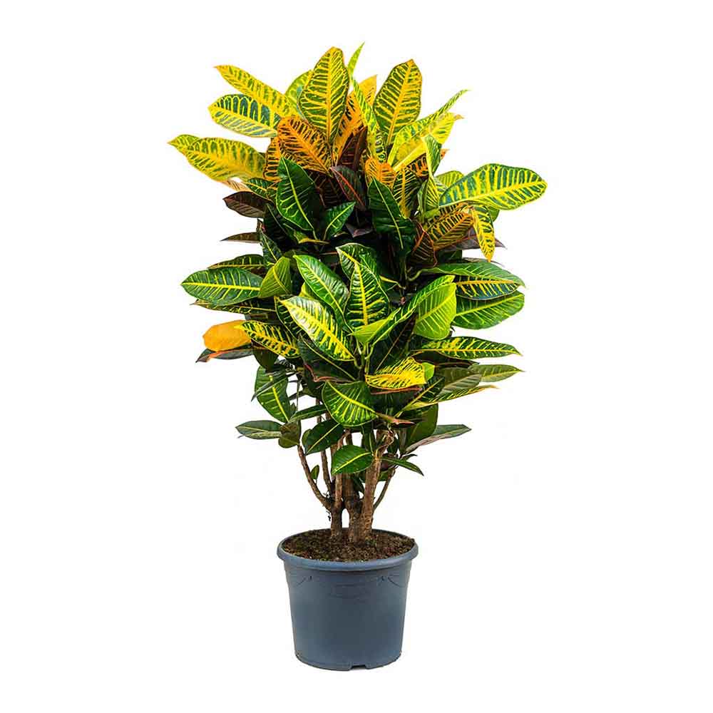 Croton Codiaeum Variegatum Petra - 150 cm