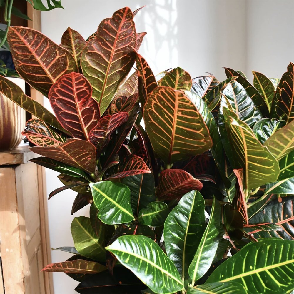 Croton Codiaeum Variegatum Petra - 150 cm
